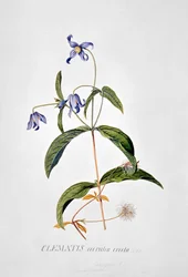 Clematide: Integrafolia